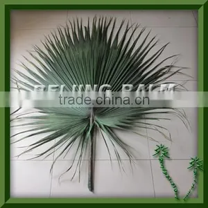 Palm Leaf,preserved Palm Leaf Frond,washingtonia Palm Frond thumbnail-1