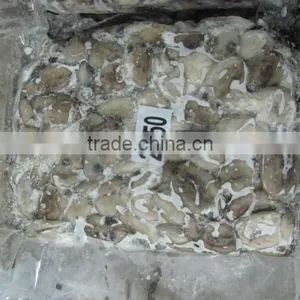 Baby Cuttlefish thumbnail-1