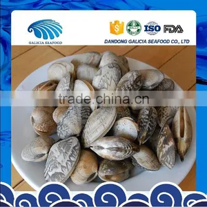 Boiled Variegated Clam Nature Fresh FAO61 thumbnail-1