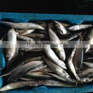 Frozen Pacific Mackerel for Feed Tuna thumbnail-1