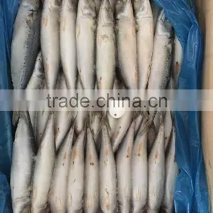 Landfrozen Mackerel 150-200g thumbnail-5