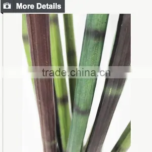Manufacturing Maguey Garden Decoration Indoor Decoration Handmade Plant for Sale thumbnail-2