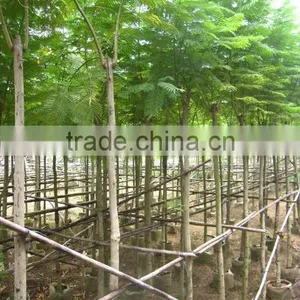 Jacaranda Acutifolia Blue Flower Tree thumbnail-3
