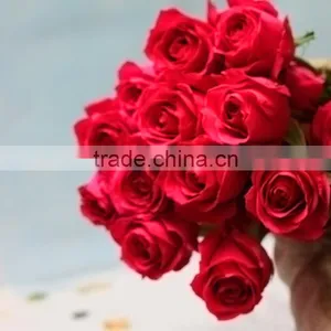 Rose-wholesale Wedding Decorations Wholesale China Fresh Cut Pink Rose Flowers Rose for Sale thumbnail-1