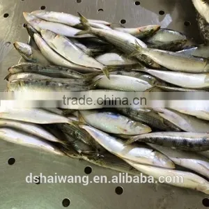 New Coming W/R Frozen Sardine With Size 8 - 9 Pcs / kg thumbnail-1