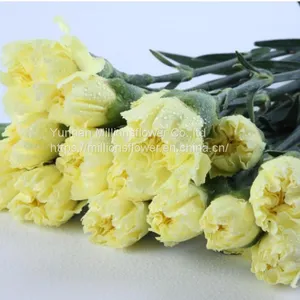 China Flower Fresh Cut Carnations Flower Mother′s Day Gift Wholesale thumbnail-3