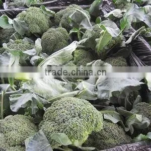 Fresh Broccoli 2012 thumbnail-1
