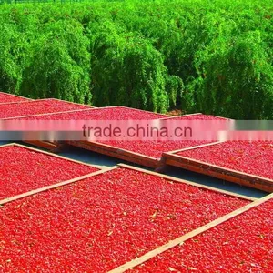 2016 ORGANIC GOJI BERRY thumbnail-2