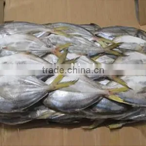 Frozen Whole Fresh China Butterfish thumbnail-2