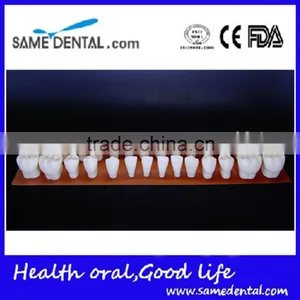 4 Times Teeth Model Dental Models DEA-42 thumbnail-1
