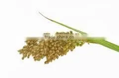 RED QUINOA thumbnail-5