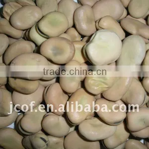 GANSU BROAD BEANS 2011 CROP(656) thumbnail-1