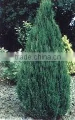 Natural Plants Chamaecyparis Lvonne Plant thumbnail-1