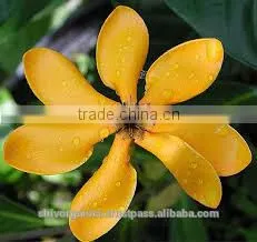 Ylang Ylang Oil thumbnail-1