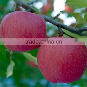 Chitosan Organic Fungicide and Fertilizer thumbnail-6