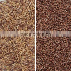 China Manufactory High Production Wheat/rice Color Sorter Machine thumbnail-3