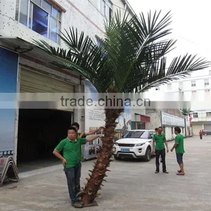 CHY020934 High Quality Palm Tree for Landscaping Decoration thumbnail-4