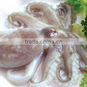 Baby Octopus/ Frozen Baby Octopus thumbnail-1