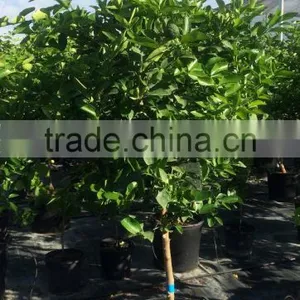 Citrus Latifolia - Lime Tree thumbnail-2