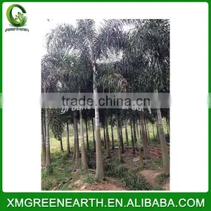 Wodyetia Bifurcata - Foxtail Palm (5) thumbnail-3