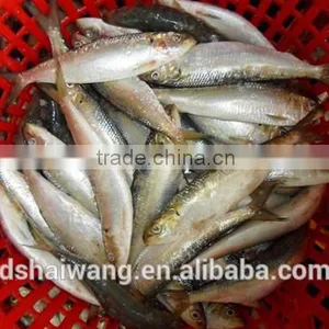 Frozen Sardine for Bait With Size 60 - 70 Pcs / 10kg Ctn thumbnail-1