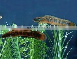 Fish Pond Denitration Probiotics thumbnail-1