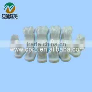 Tooth Shape of the Model BIX - L1031 thumbnail-1