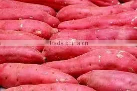 FRESH SWEET POTATOES WITH BEST PRICE AND GOOD QUALITY thumbnail-1