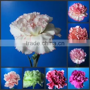 Fresh Flowers Carnation/fresh Cut Flowers Carnations/carnat Flower Arrang thumbnail-1