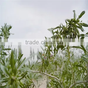 2015's New Crop Fresh and Dried Gojiberry thumbnail-4