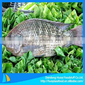 High Quality Frozen Fish Tilapia thumbnail-1