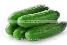 Fresh Cucumber India/cucumber Exporter From India/english Cucumber thumbnail-6