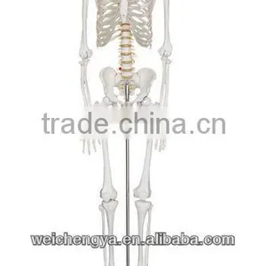 Biological Science Human Model Standard 85cm Skeleton on Pelvic Mounted Base thumbnail-1