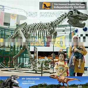 MY Dino-C098 Dinosaur Museum Model Scale Animals Skeleton thumbnail-5