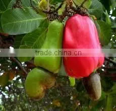 CASHEW NUTS WS /Raw Cashew Kernel Price thumbnail-4