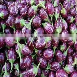 Brinjal Suppliers thumbnail-3