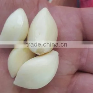 Supplier Garlic White Garlic thumbnail-5