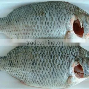 FROZEN BLACK TILAPIA WHOLE ROUND thumbnail-1
