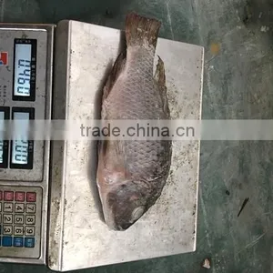 Chinese Factory Price of Frozen Black Tilapia thumbnail-6
