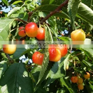 Cherry Tree Seedling thumbnail-2