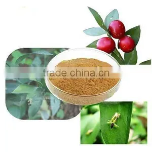 Butcher's Broom Root Extract Ruscus Aculeatus Root Extract thumbnail-3
