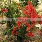 Schisandra Chinensis Powder thumbnail-1