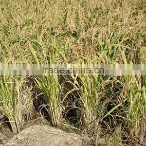 Liquid Fertilizer thumbnail-3