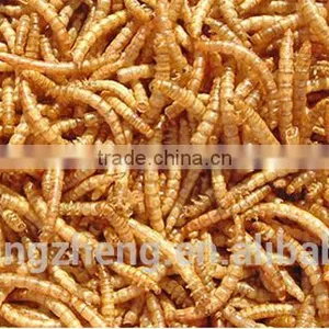 Bird Health Organic Food 2.8 cm Dried Mealworms thumbnail-2