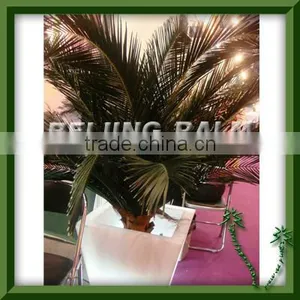 Preserved Palm Frondpalm Branch,palm Top Head thumbnail-1