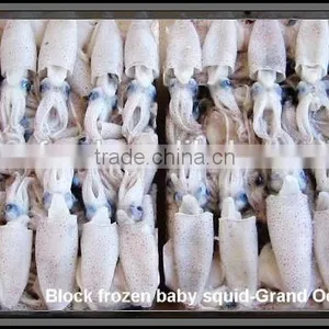 Hot Sale Whole Round Frozen Baby Squid thumbnail-2