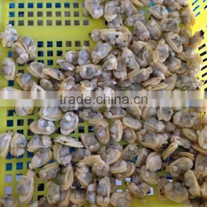 Sands off Short Necked Clam Meat thumbnail-2