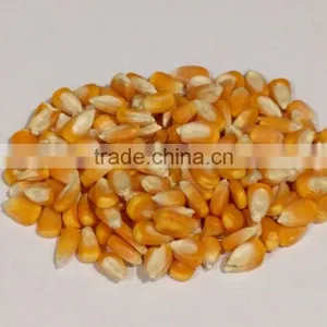 Dried Yellow Corn thumbnail-1
