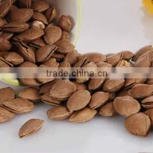 Raw Apricot Seeds Organic Bitter Apricot Kernel thumbnail-1