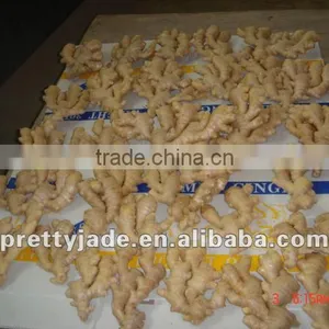 Fresh Ginger thumbnail-1